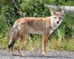 Coyote sightings increase in Bel-Air