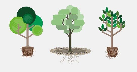 New rebate aims to inspire Southern Californians to plant trees